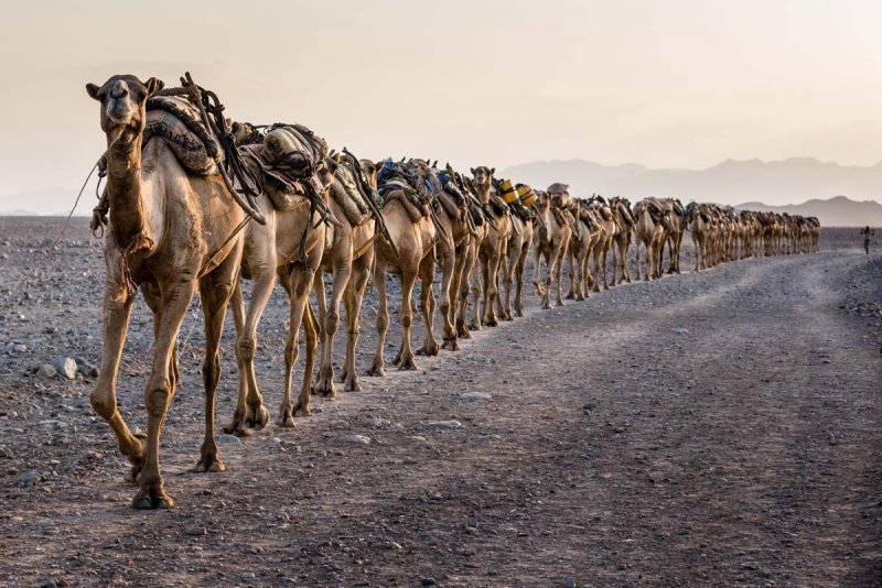 Верблюд Караван пустыни