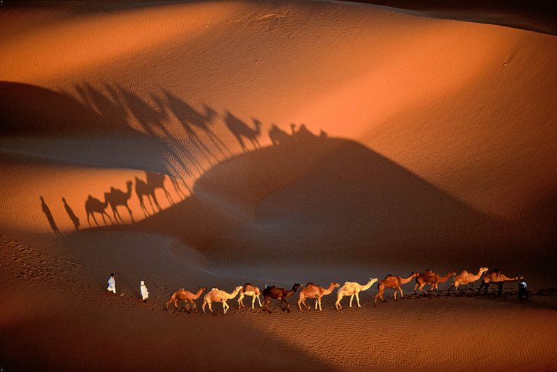 Египет Караван Верблюды