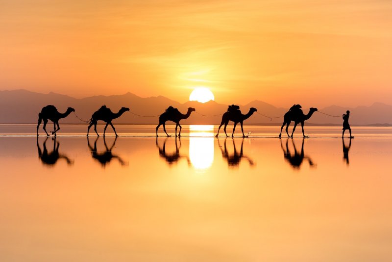 Верблюд Караван пустыни