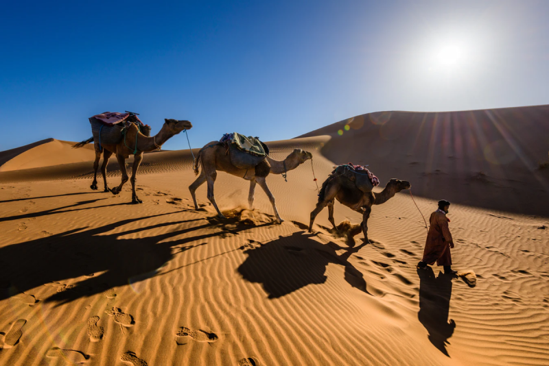 Марокко сахара Верблюды