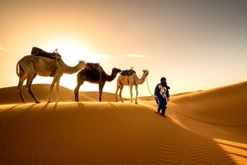 Марокко Верблюды