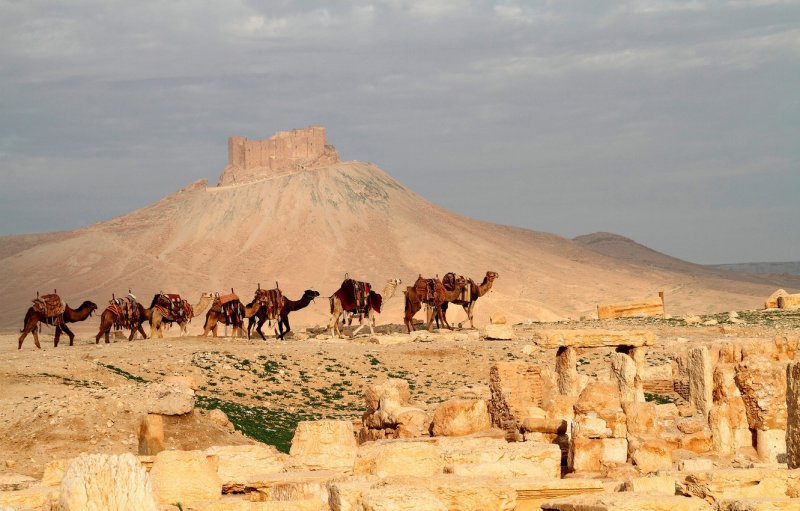 Картины Караван верблюдов в пустыне