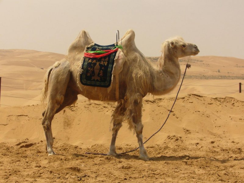 Арабский верблюд двугорбый