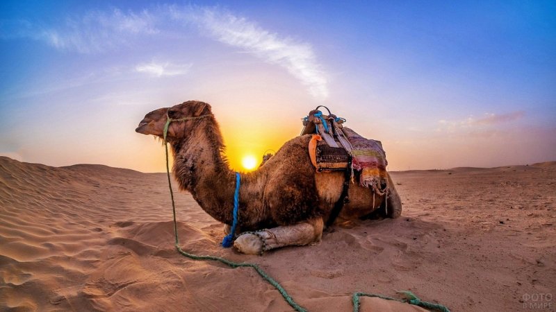 Двугорбый верблюд в Египте