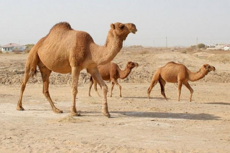 Верблюд в полупустыне
