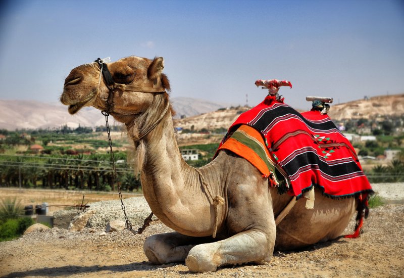 Оазис в пустыне Верблюды