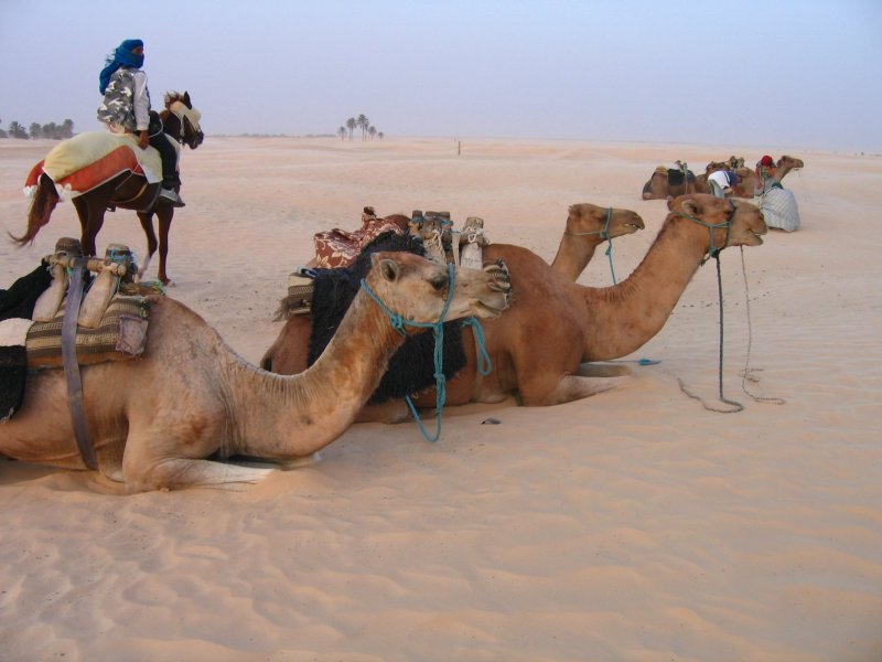 Тунис верблюд пустыня