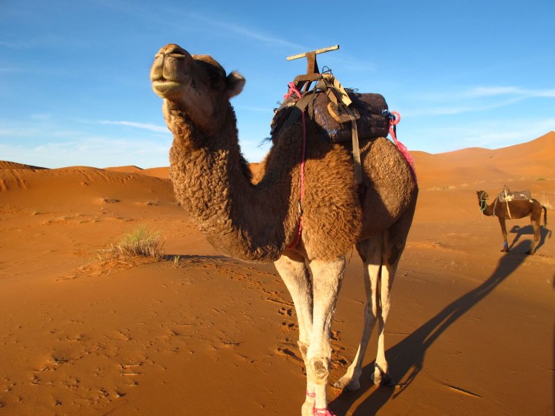 Верблюд Марокко экскурсия