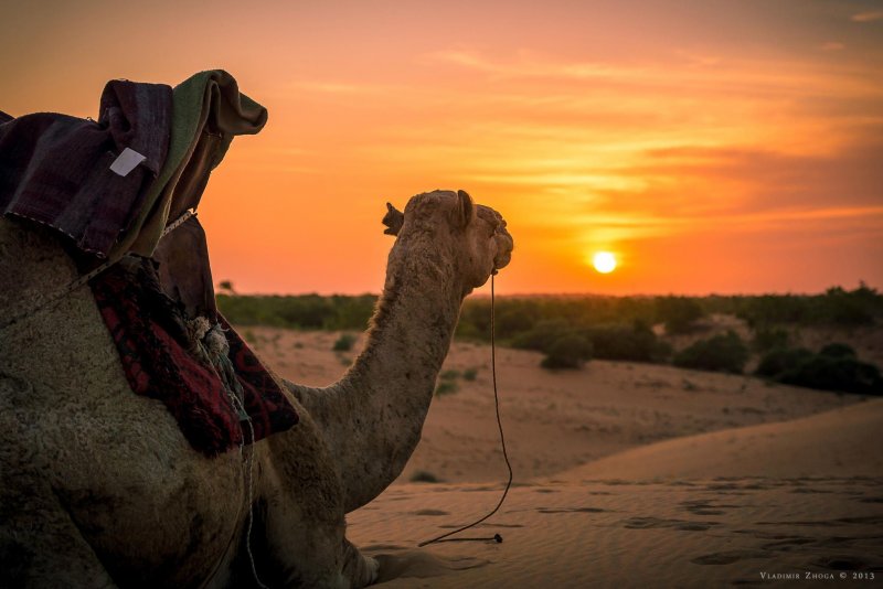 Верблюды в пустыне ночью