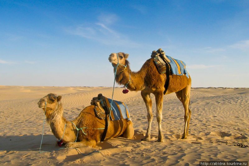 Тунис Верблюды