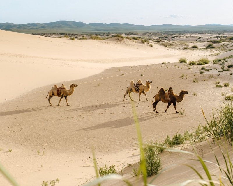 Пустыня Караван Оазис