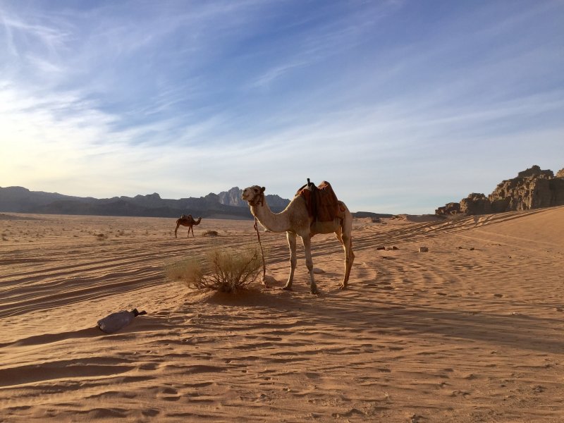 Одинокий верблюд в пустыне