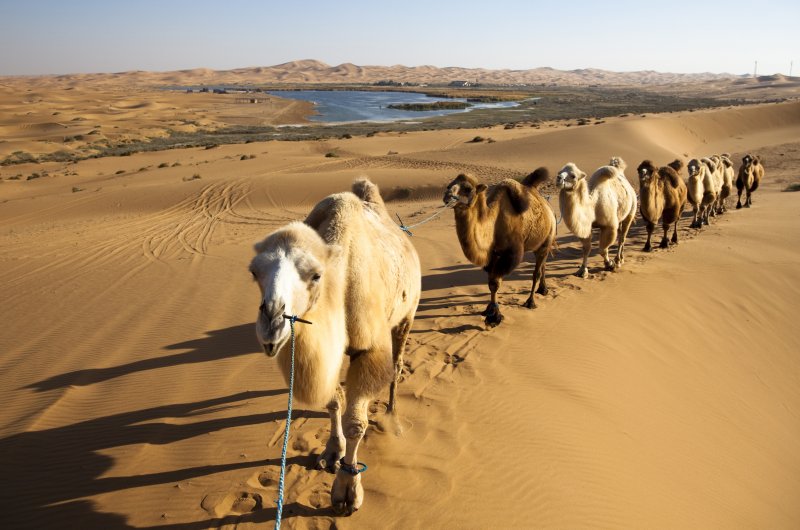 Пустыня Верблюды Караван