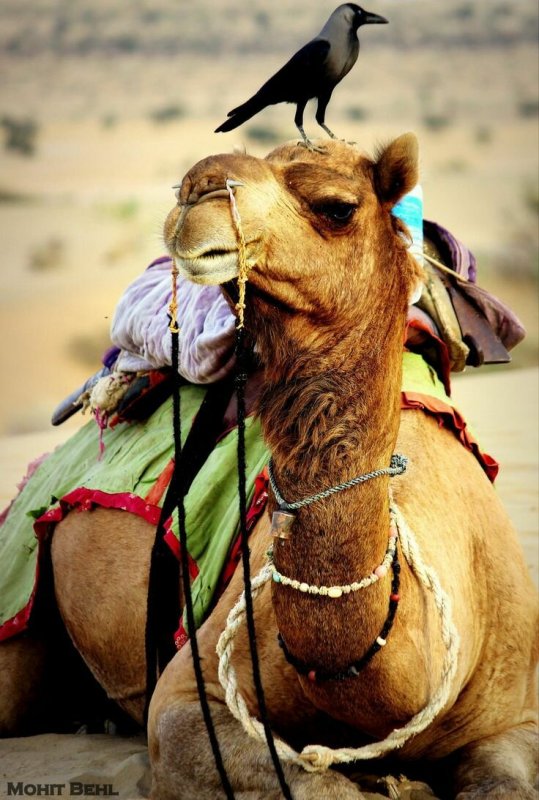Стадо верблюдов в пустыне