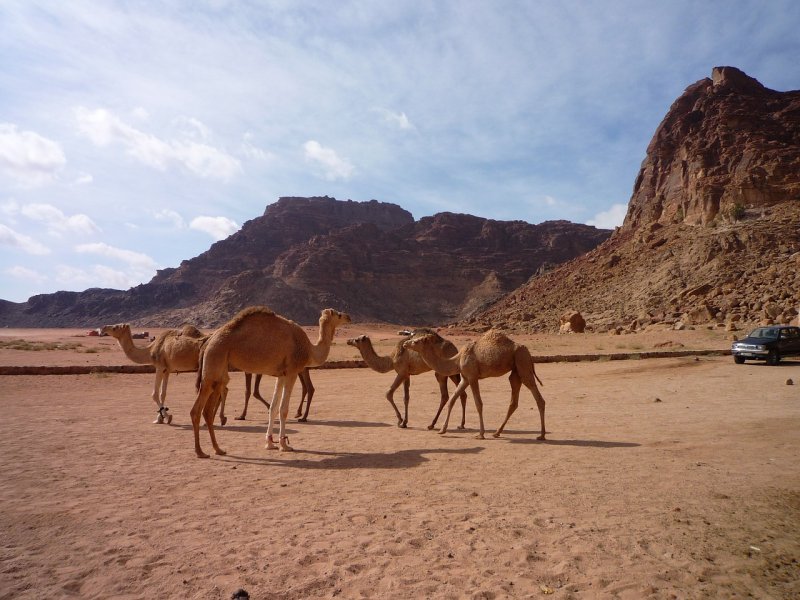 Desert пастух пустыни Иордании