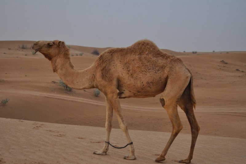 Одногорбый верблюд ОАЭ