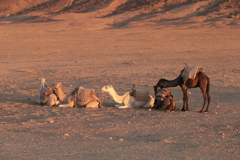 Верблюд писока арабистана Караван