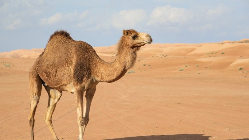 Верблюд в полупустыне