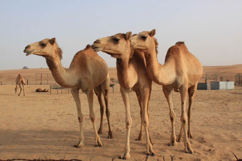 Верблюд дромадер в ОАЭ