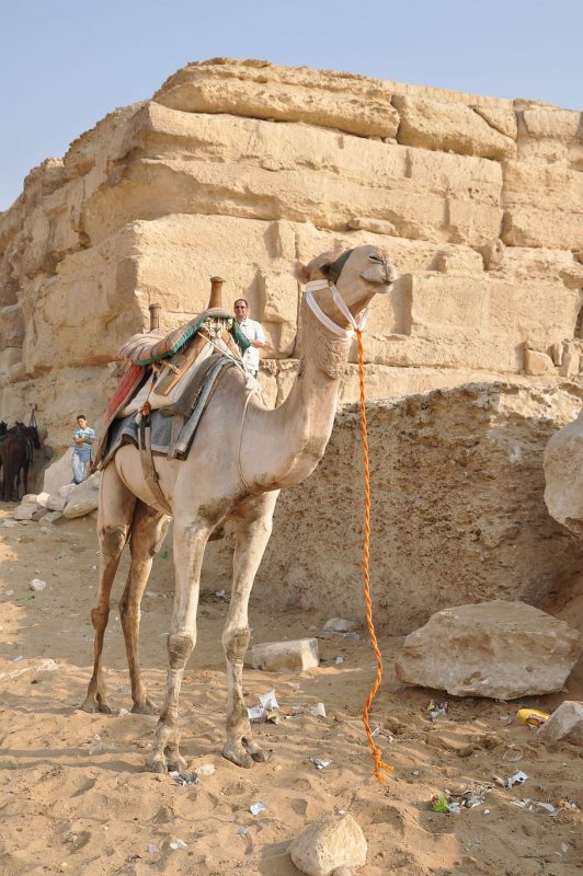 Караван верблюд пирамида Египта