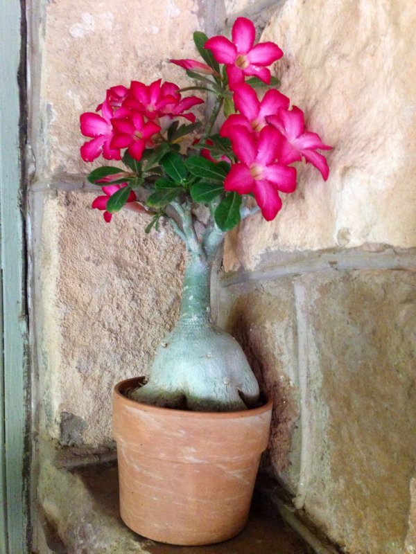 Цветок пустыни растение Адениум