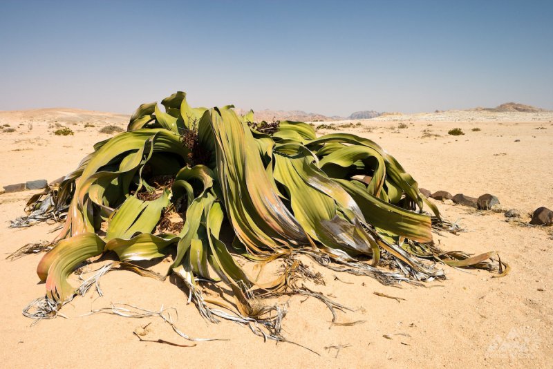Пустыня Намиб вельвичия
