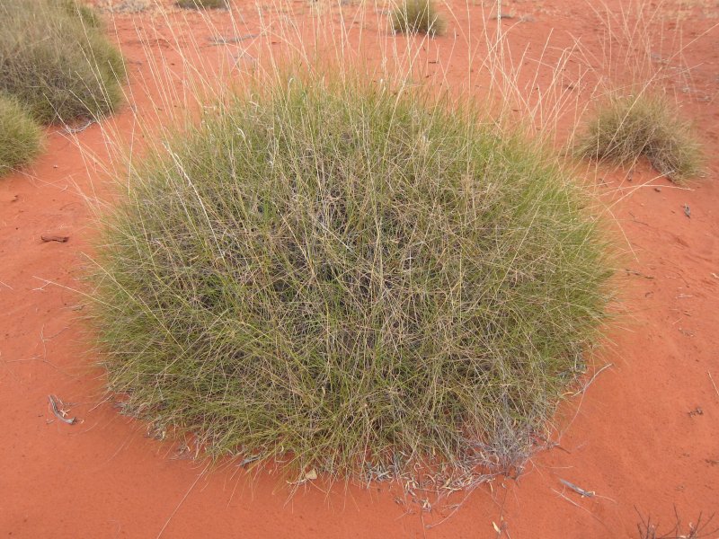 Астребла растение Австралии