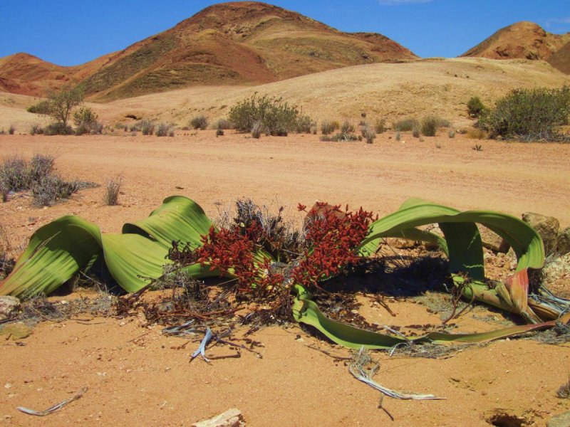 Вельвичия в пустыне Калахари