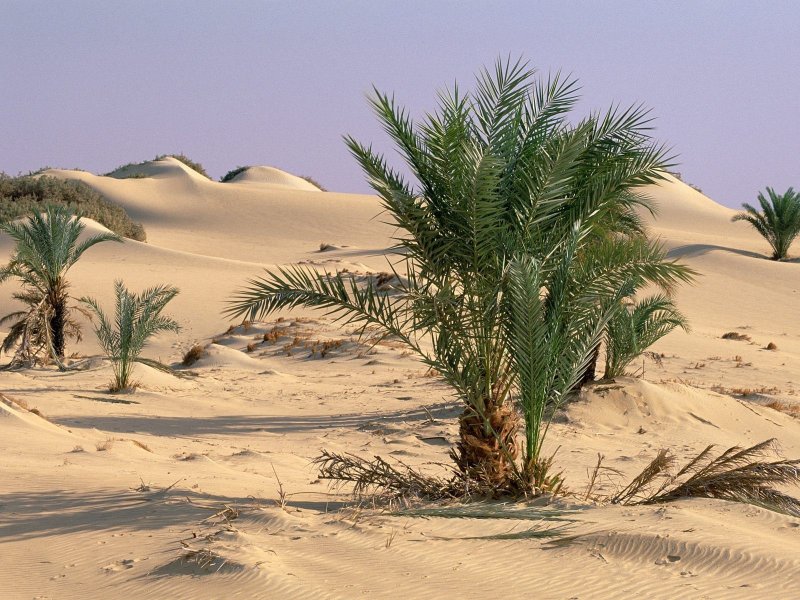 Финиковая Пальма пустыни