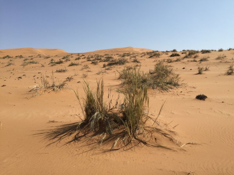 Пустынная экосистема