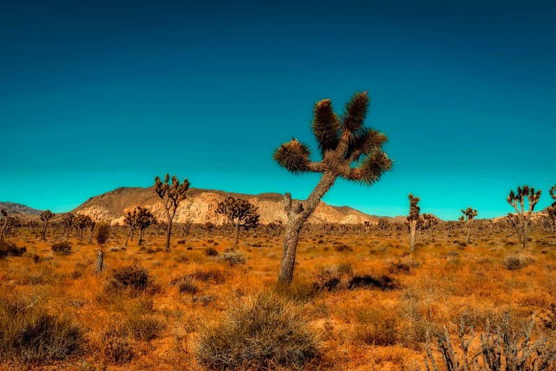Пустыня карру растительность