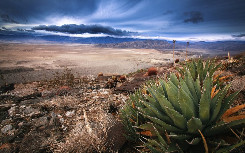 Чиуауа патагонская пустыня