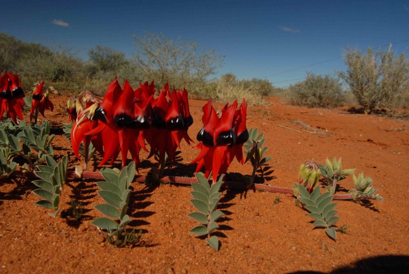 Флора аридных пустынь Австралии