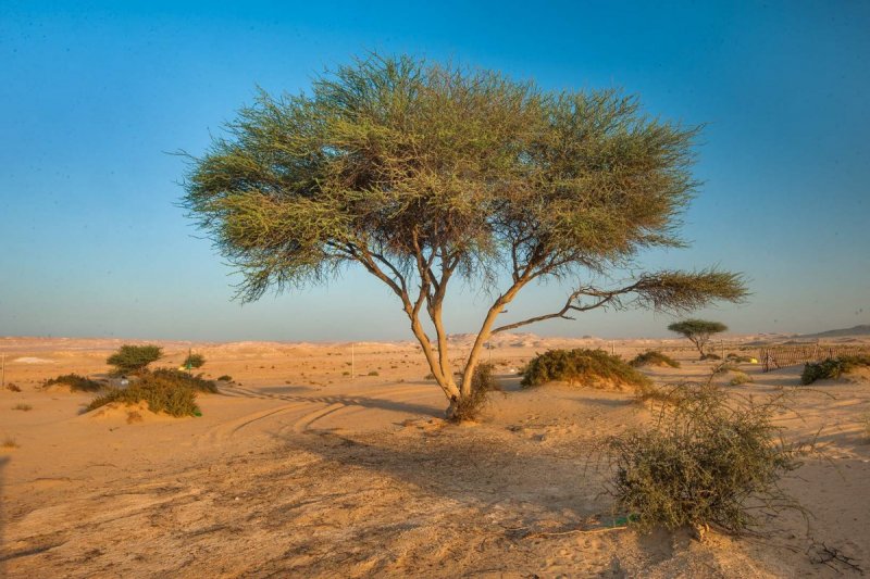 Растения пустыни Песчаная Акация