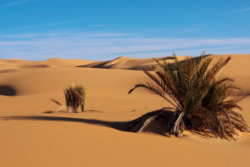 Пустыни. «Животный и растительный мир пустынь»