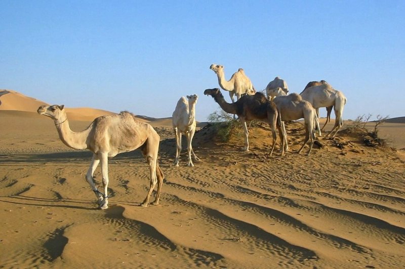 Сахара Верблюды