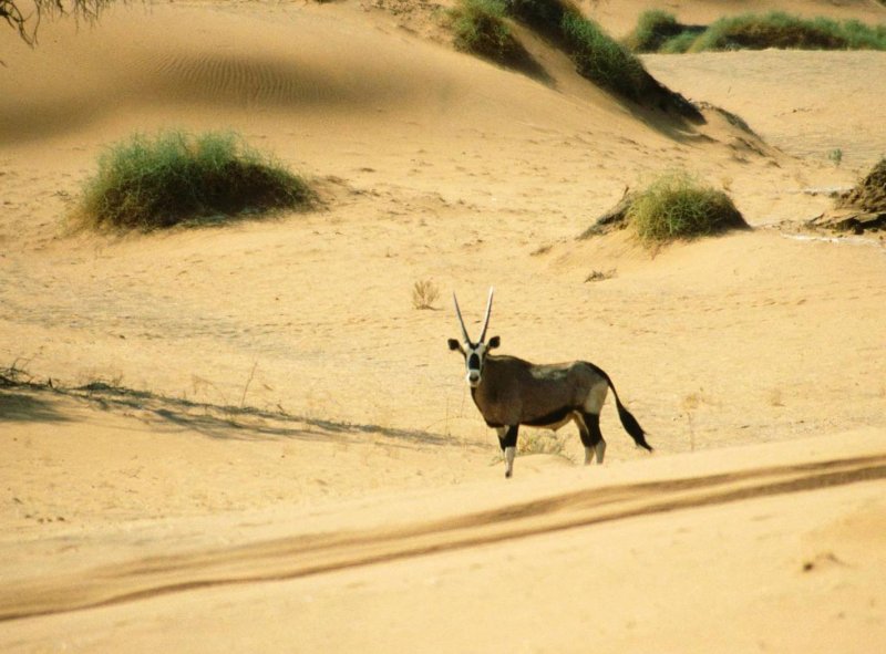 Фауна пустыни Намиб