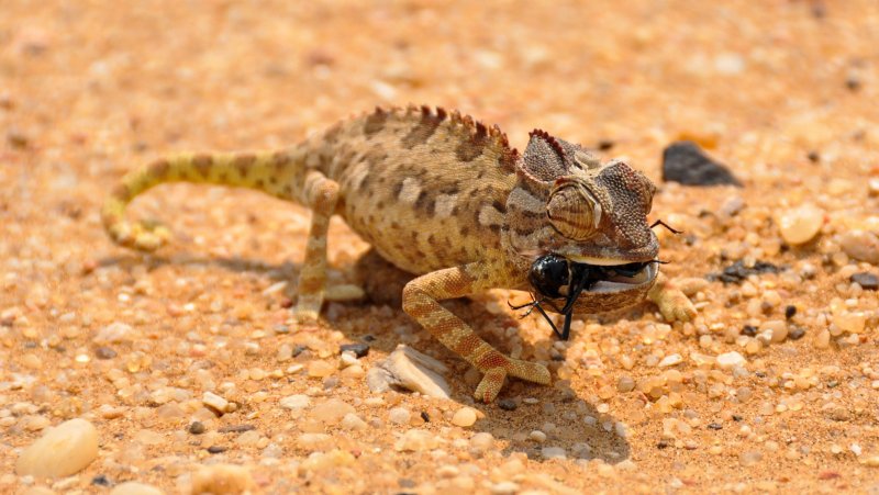Ящерицы в пустыне Сонора