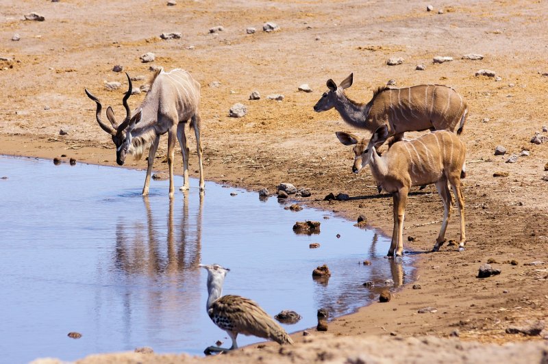 Африка пустыня Намиб фауна