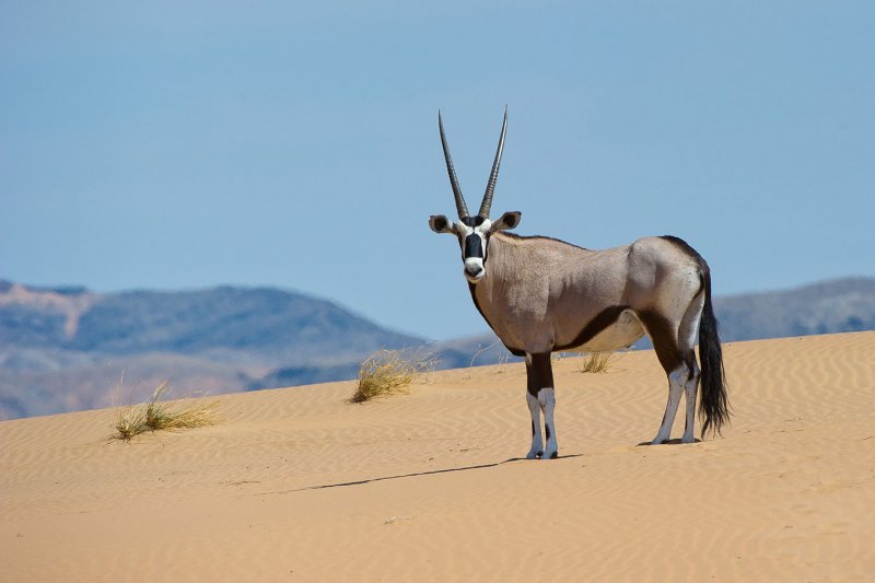 Обитатели пустыни Намиб