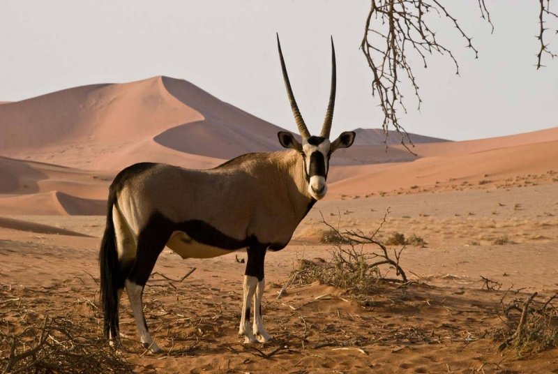 Африка пустыня Намиб фауна