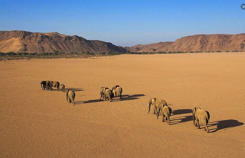 Животные пустыни Намиб