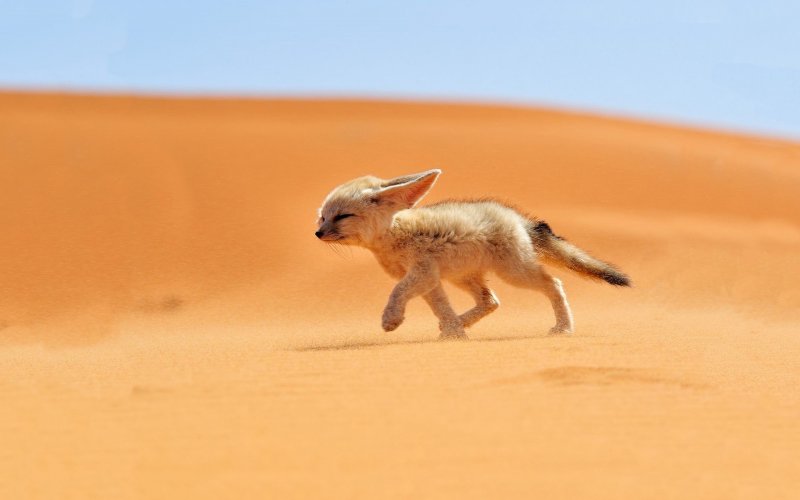 Лисица Хеник в пустыне