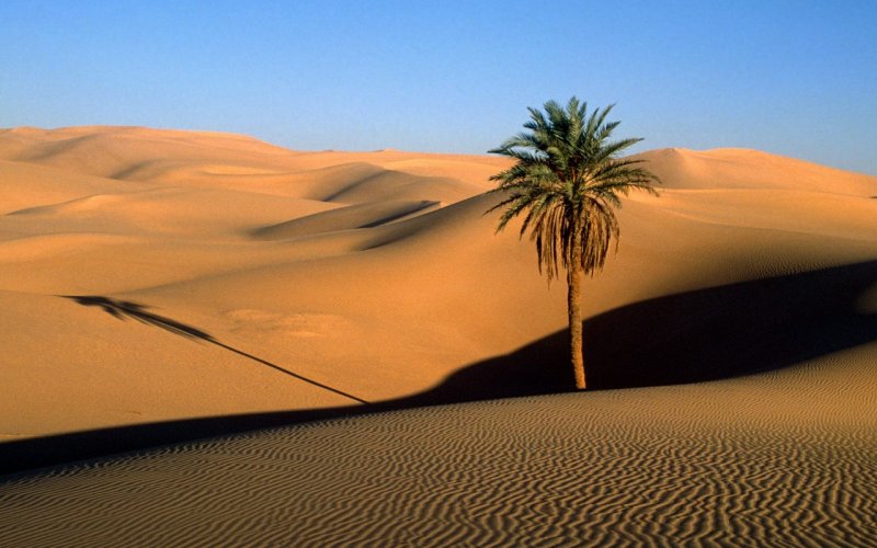 Пустыни и полупустыни растения