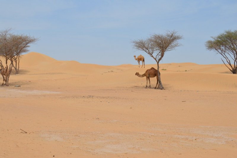 Верблюды в тропической пустыне