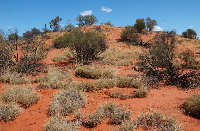 Кенгуру в пустыне Австралии
