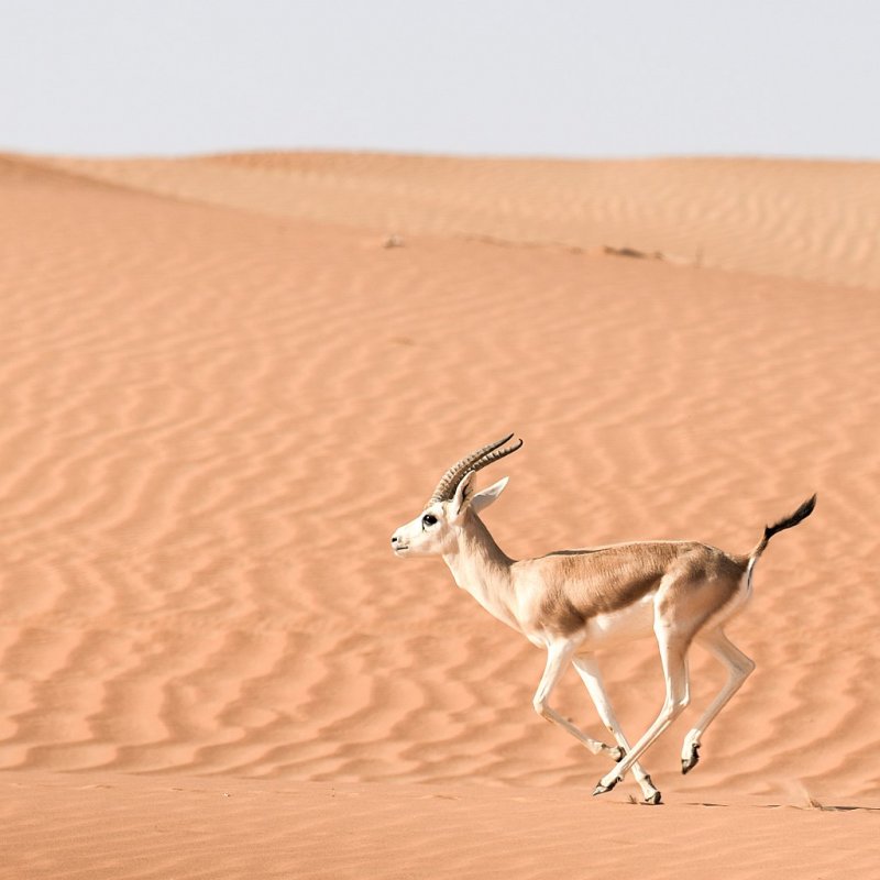 Пустыня Намиб растения и животные