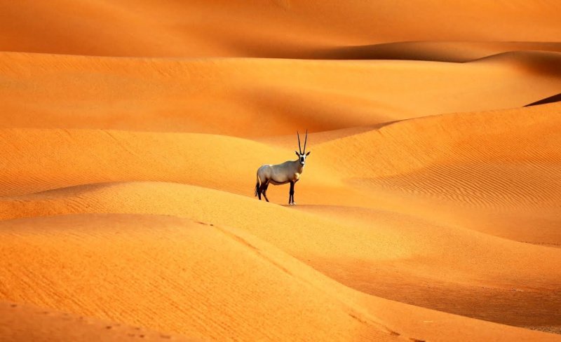 Пустыни и полупустыни Африки растения и животные