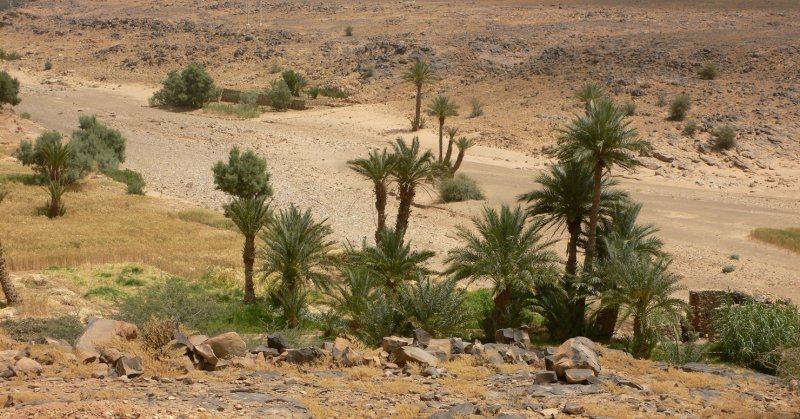 Пустынная Флора Египта