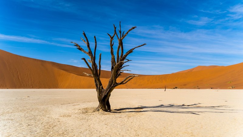 Пустыня песок дерево